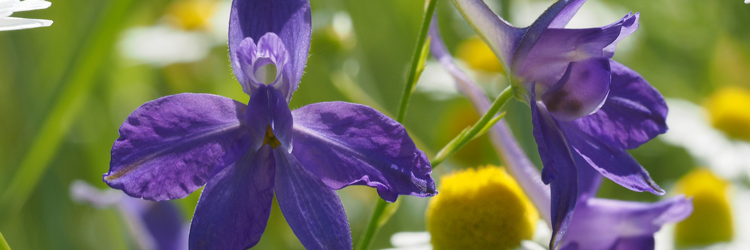 Header Image