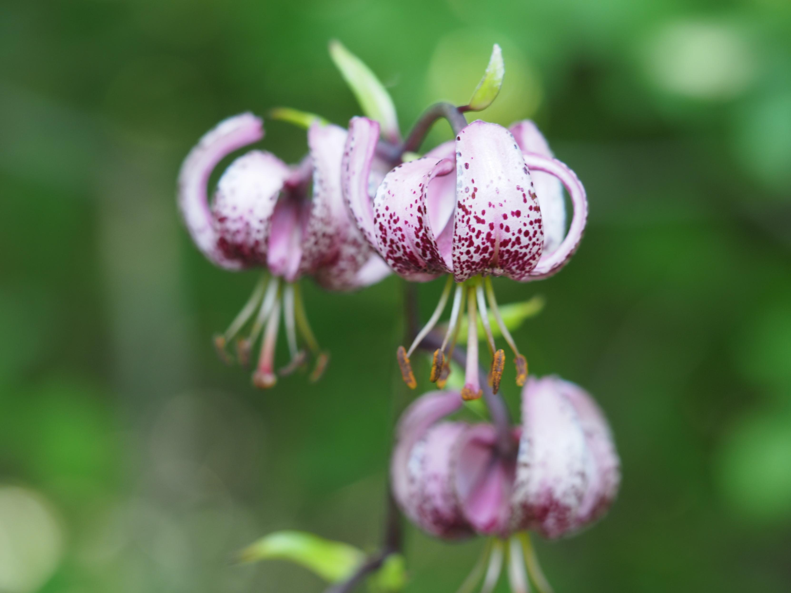 Die Türkenbund-Lilie besitzt drei nickende Blüten. Die Blütenblätter sind rosagefärbt und weisen rote Punktierungen auf. Sie sind nach oben zurückgeschlagen und bilden eine Form, die an einen Turban erinnert. Die langen, grünen Staubblätter hängen nach unten. An ihrem Ende sitzen rotgefärbte Pollen.